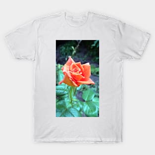 rose T-Shirt